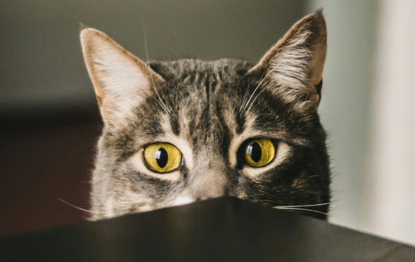 A surprised-looking cat is hiding behind the edge of a table