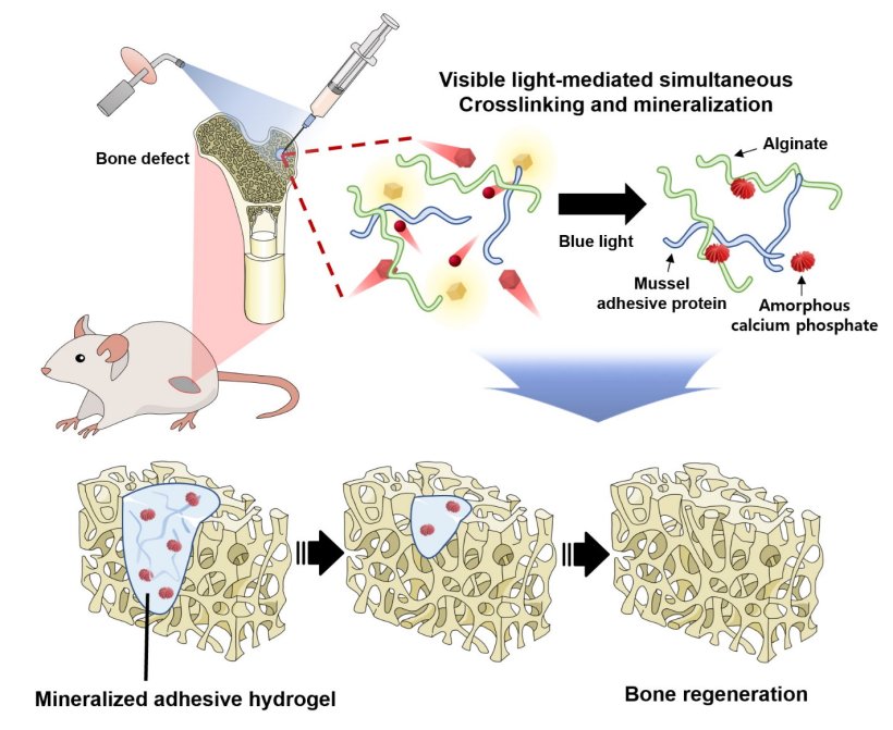 Im Tierversuch konnten die Forscher zeigen, wie das neue Hydrogel die...