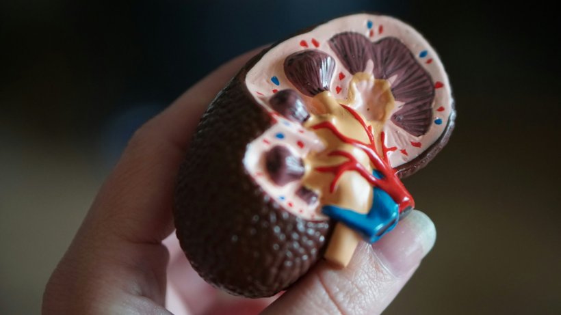 Small model of a human kidney held by two fingers