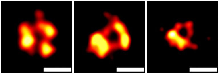 DNA-PAINT super-resolution microscopical images of GSDMD pores on extracellular...