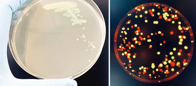 Links: Kolonien von Pseudomonas aeruginosa-Bakterien auf einer Agarplatte...