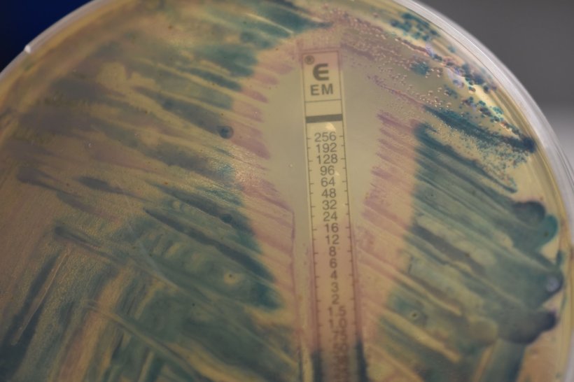 Bacterial sample in a petri dish, with a measuring scale for antibiotic...