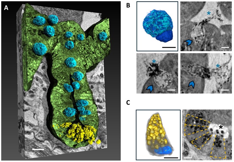 Representative 3d rendering of the longitudinal view of one crypt of SAMR1...