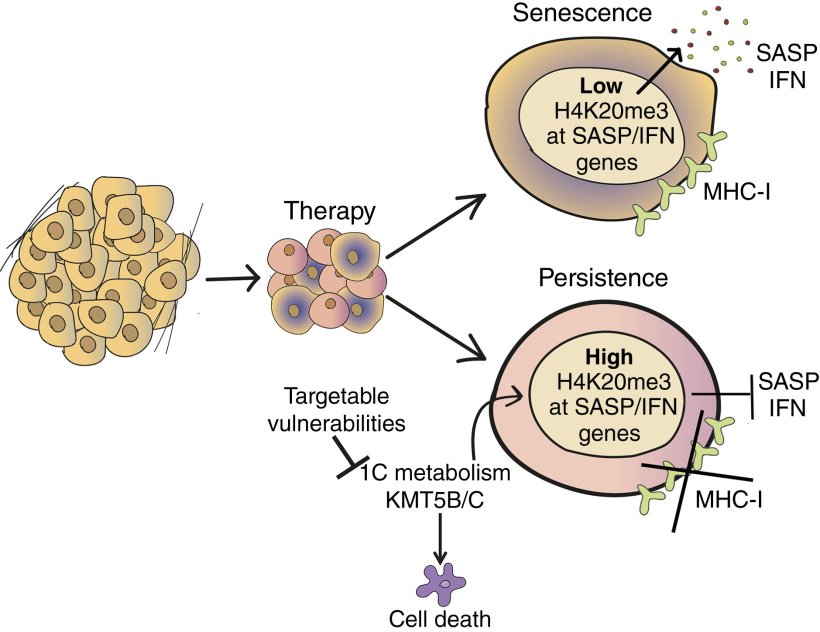 Graphical abstract of the new research