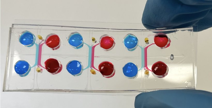 A transparent plastic plate with 12 coloured dots in blue and red, held by a...