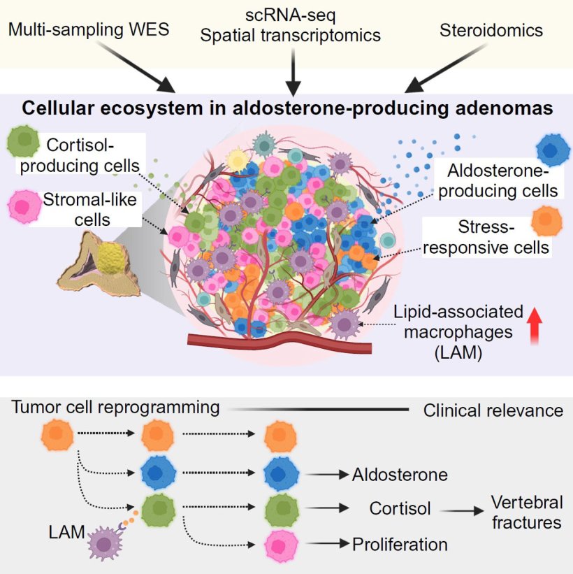 A study that used a combination of advanced techniques has revealed that APAs...