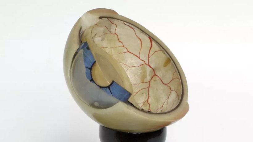 Anatomy model of a human eyeball