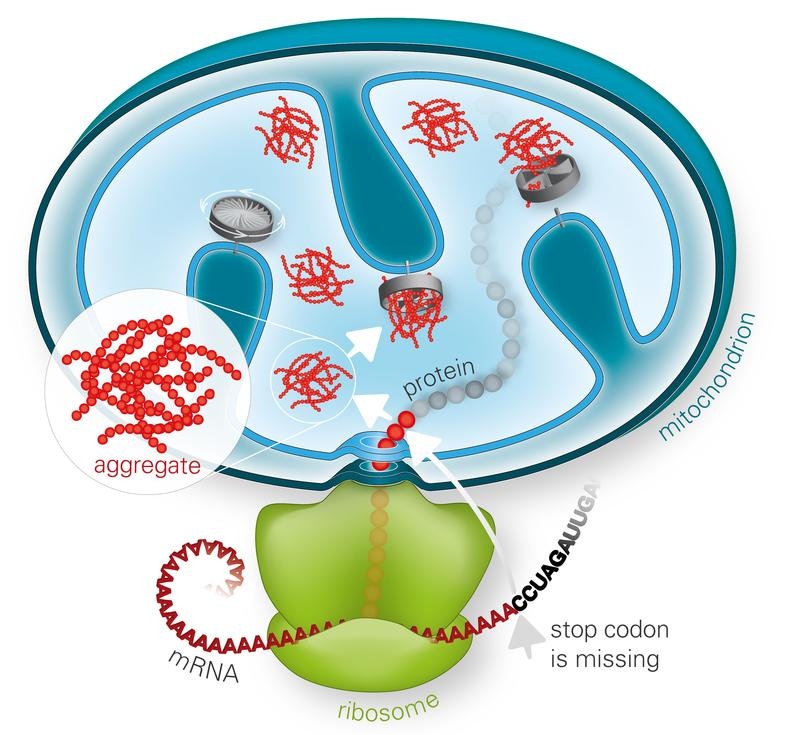 Failure of ribosome-associated quality control (RQC)