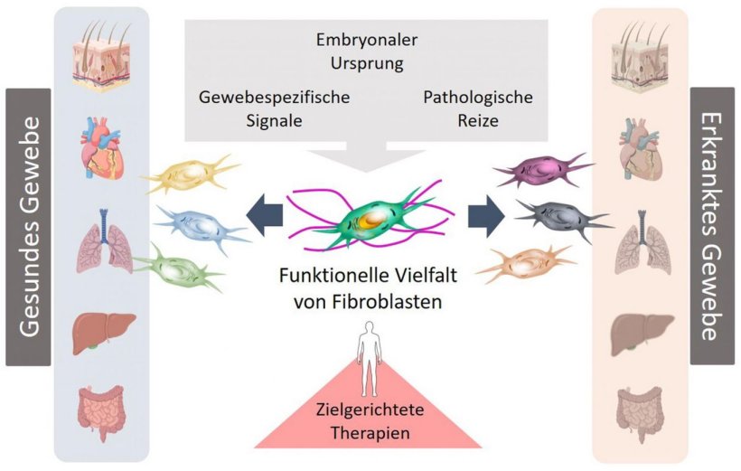 Schematische Darstellung der Funktionen von Fibroblasten