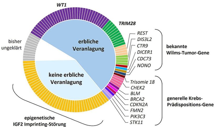 Ein Kreisdiagramm zeigt die genetischen Ursachen von Wilms-Tumoren
