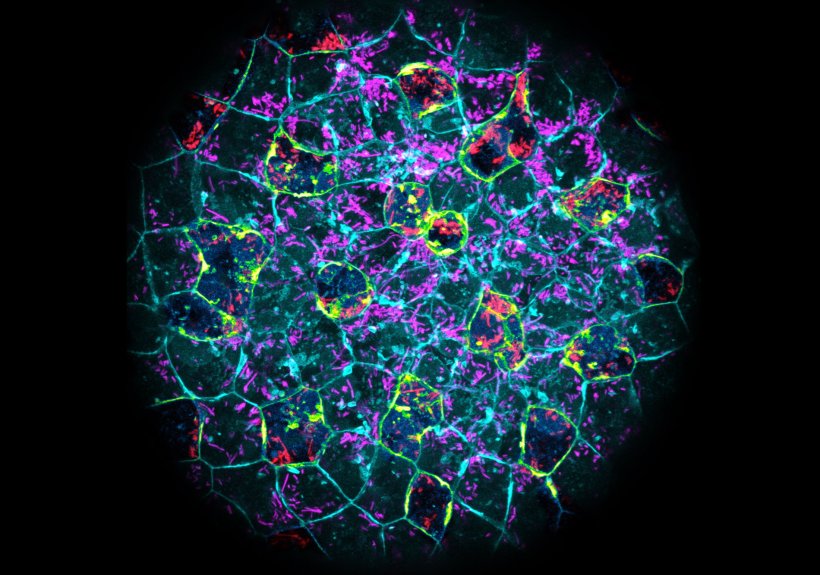 A colourful round structure of multiple cell types