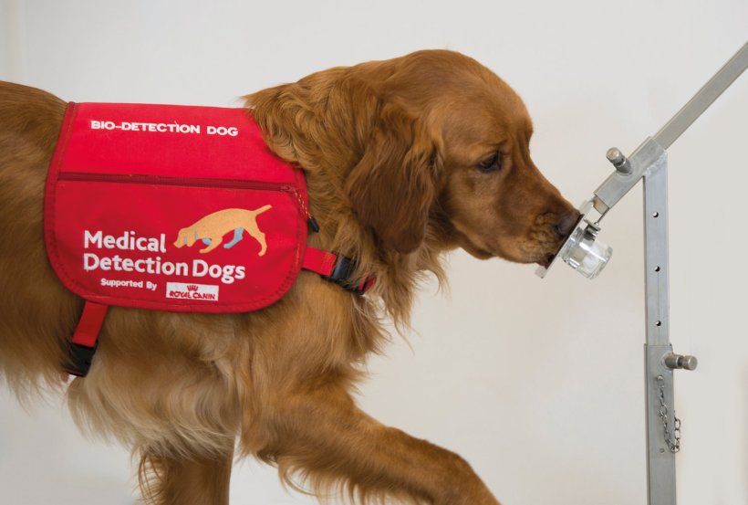 A golden retriever dog wearing a red harness labelled Medical Detection Dogs,...