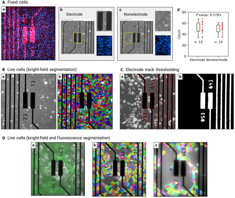 Cellular imaging and segmentation within the microelectrode array (MEA)...