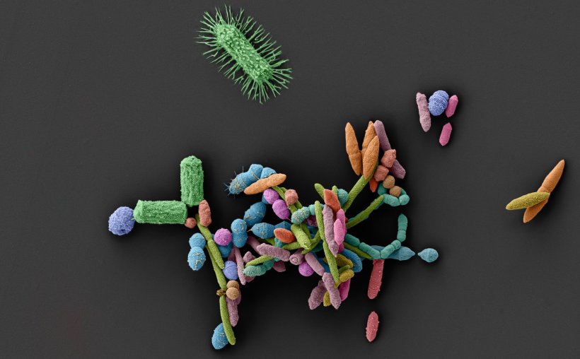 A colorful collection of various bacteria against a dark grey background