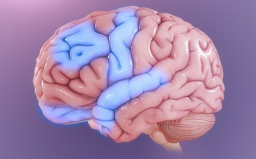 Illustration of a human brain, with areas affected by OCD highlighted in blue