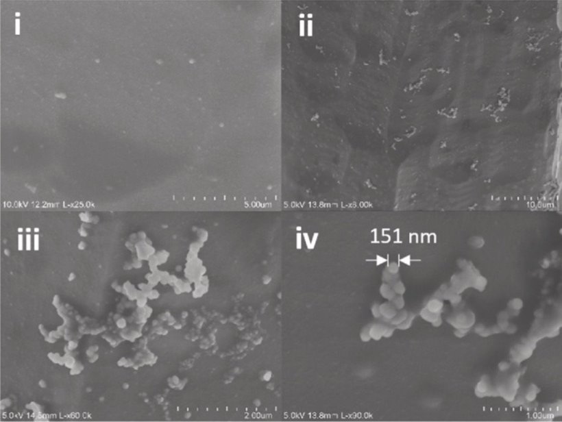 Four scanning electron microscopy images showing cells on mouse skin