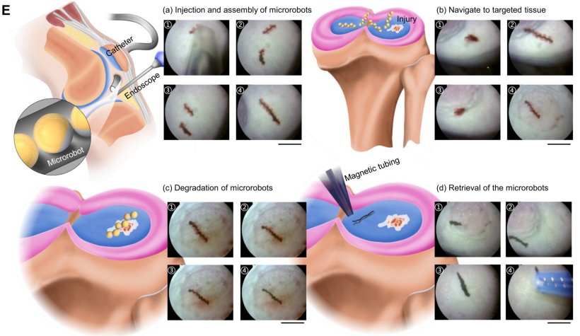 Delivery of preassembled permanent magnetic droplet-derived microrobot (PMDM)...