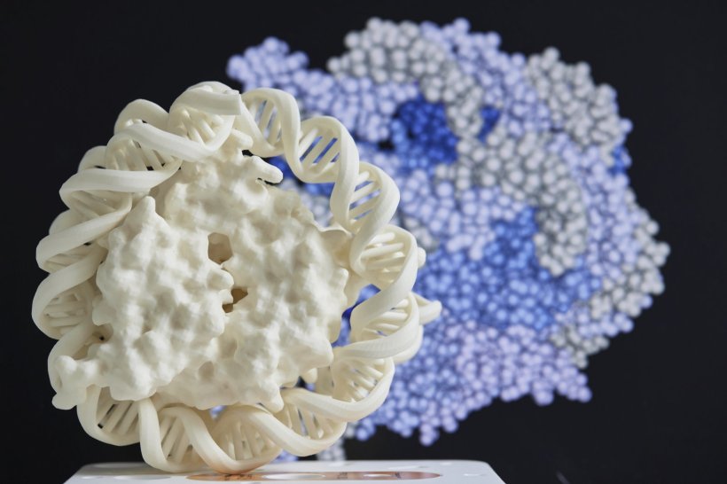 Ein weißes, rundes Gebilde aus dem 3D-Drucker, das von einer DNA-Doppelhelix...