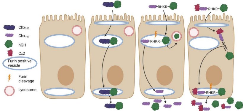 Schematic illustration of a new therapeutic protein delivery system
