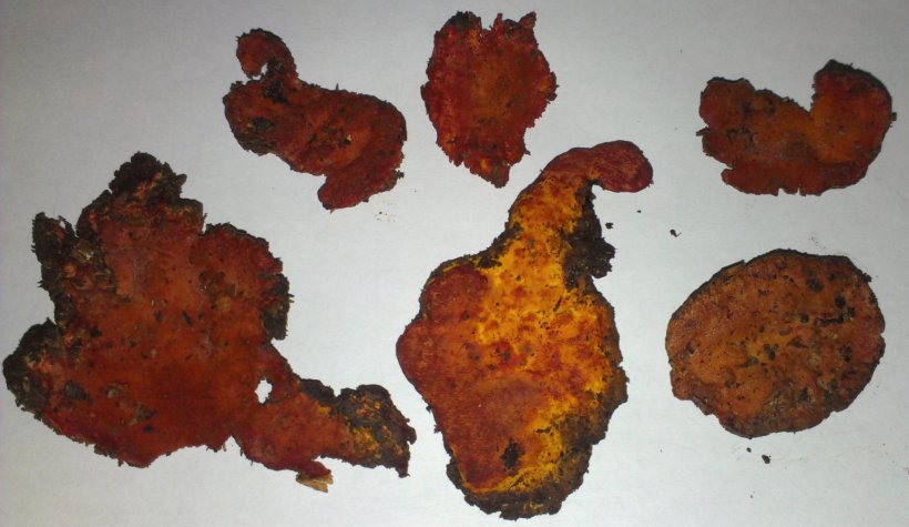 Six irregularly-shaped brown fungal parts against a grey background