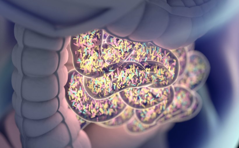3d illustration of rod-shaped bacteria in a transparent human gut