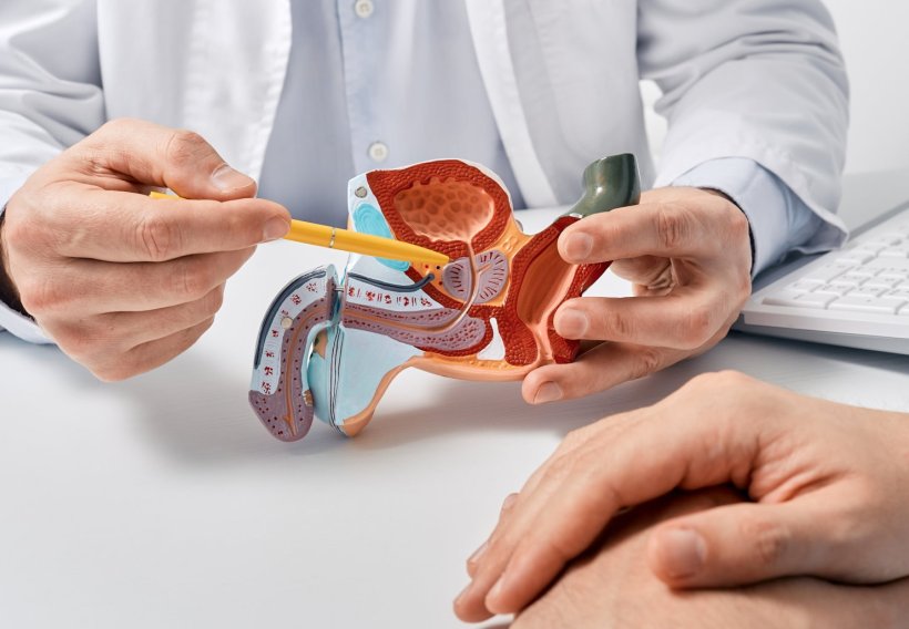 During consultation with a patient, a doctor is holding an anatomical model,...