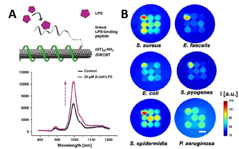 Mikrobennachweis mit Kohlenstoff-Nanoröhrchen: A) LPS und andere Analyte...