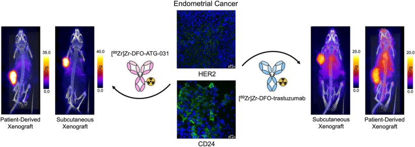 This graphical abstract shows how HER2- and CD24-targeted immunoPET probes...
