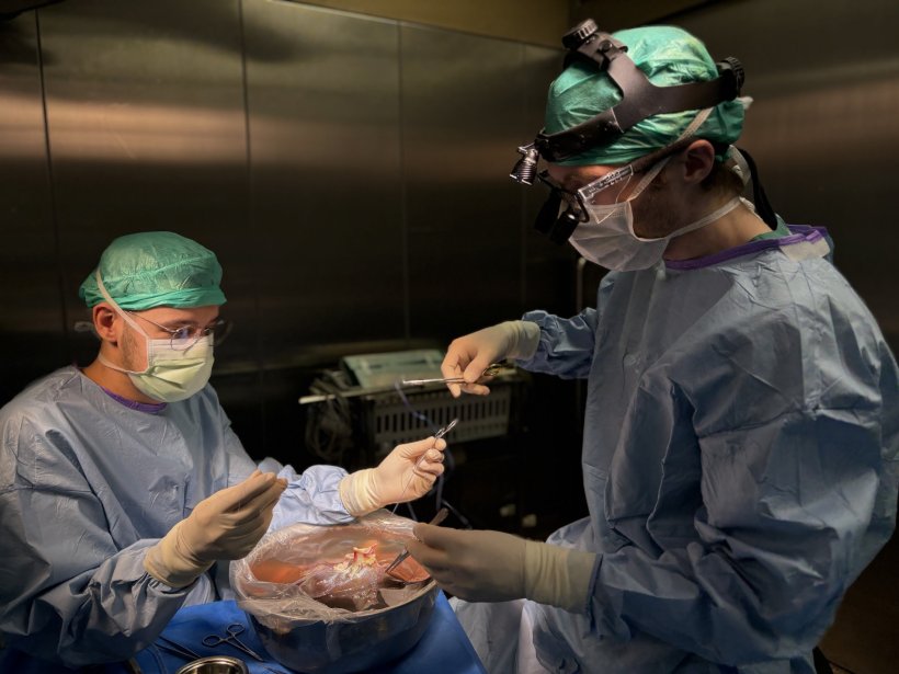 Prof. Nathanael Raschzok (rechts) bereitet eine Leber für die Transplantation...