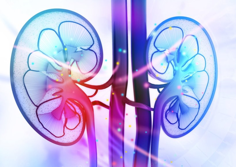 3D-Illustration der menschlichen Nieren