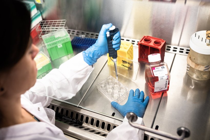 A laboratory expert is using a pipette to perform research on cancer organoids...