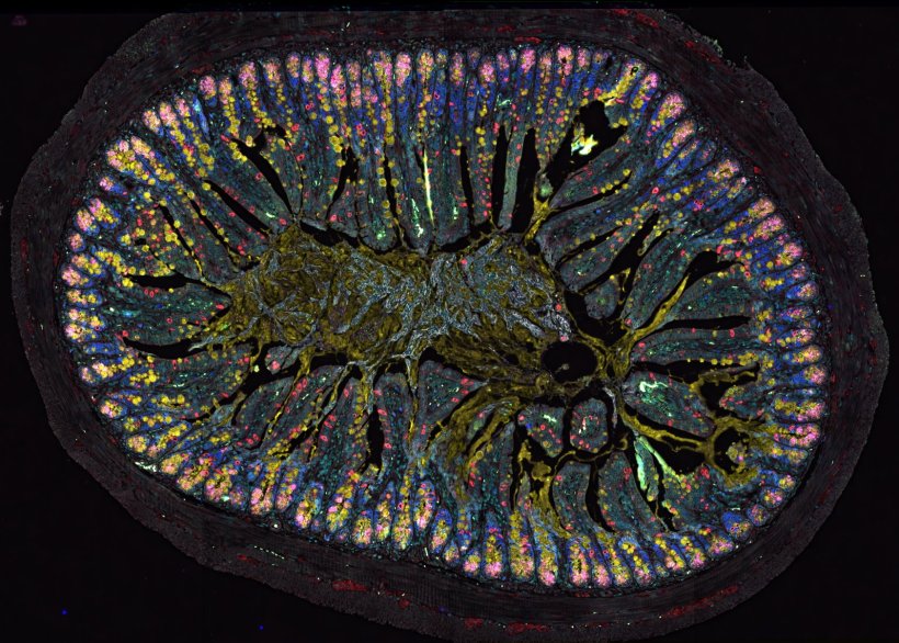 The gut brain influences the composition of the intestinal barrier via the...