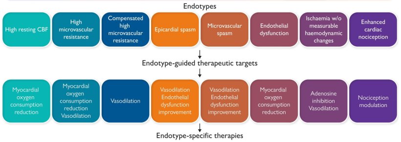 Die von den Forschern entdeckten ANOCA-Endotypen mit den jeweiligen...