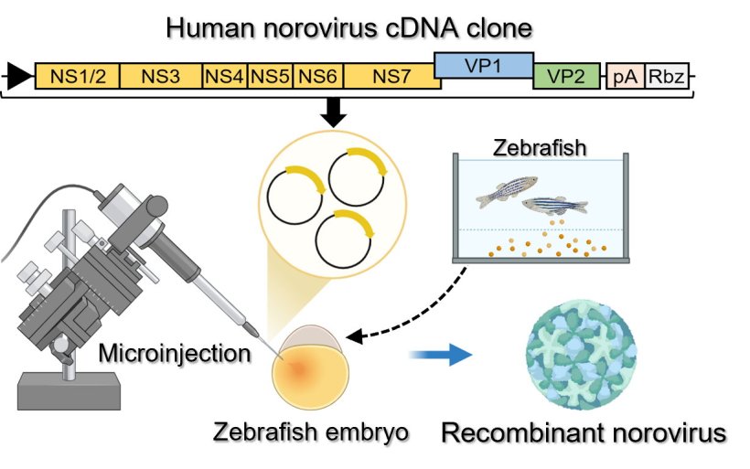 Outline of recombinant human norovirus generation using zebrafish embryos