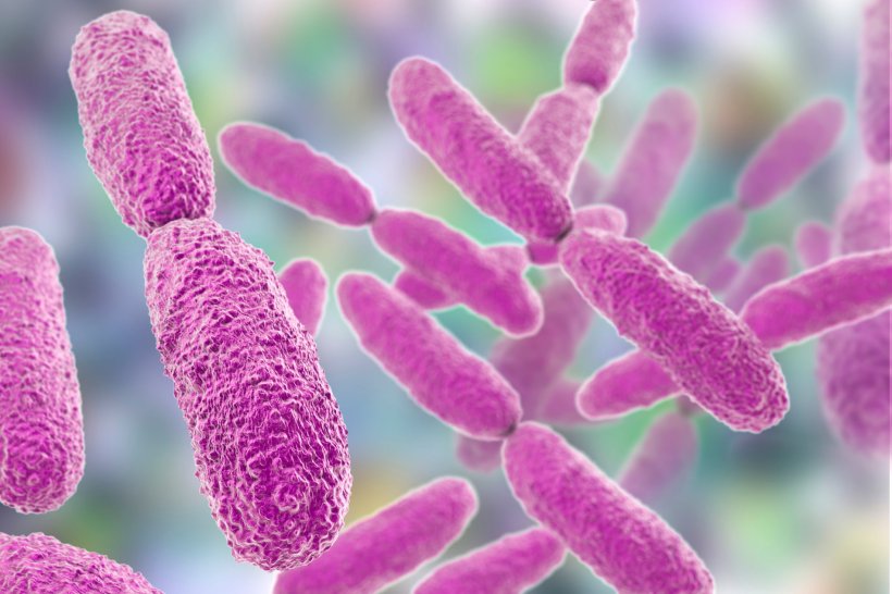 3d illustration of Klebsiella pneumoniae bacteria