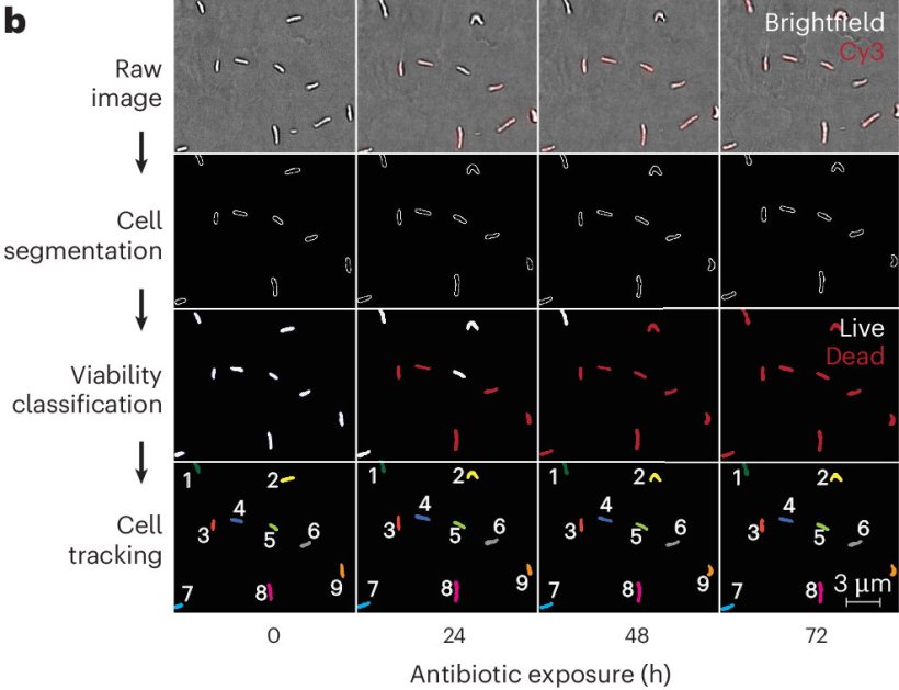 Eine Versuchstabelle mit stäbchenförmigen Bakterien unter verschiedenen...