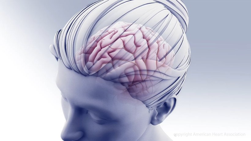 3D illustration of a womans head and brain