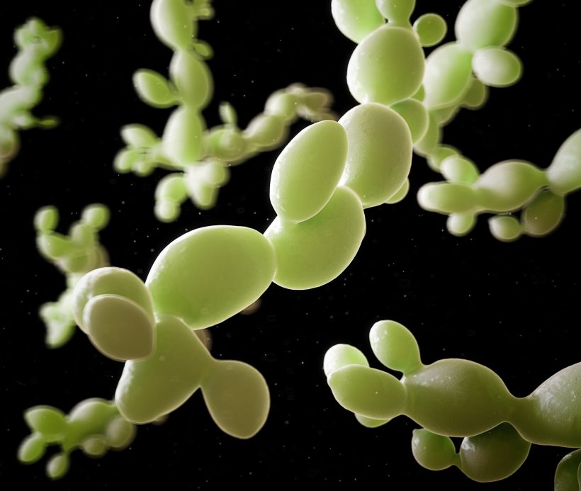 3d illustration of candida albicans fungus; connected oval structures in a pale...