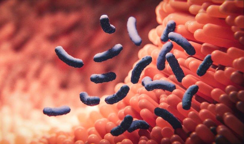 3D-Illustration von stäbchenförmigen Bakterien im Darm, mit rosa Teppich aus...