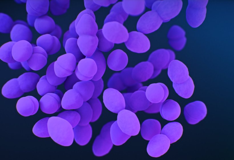 Ansammlung zweigeteilter Bakterien in lila vor einem schwarzen Hintergrund