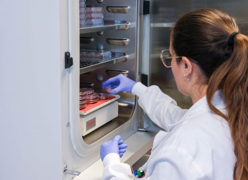 A laboratory worker is placing sample dishes in a germinating cabinet