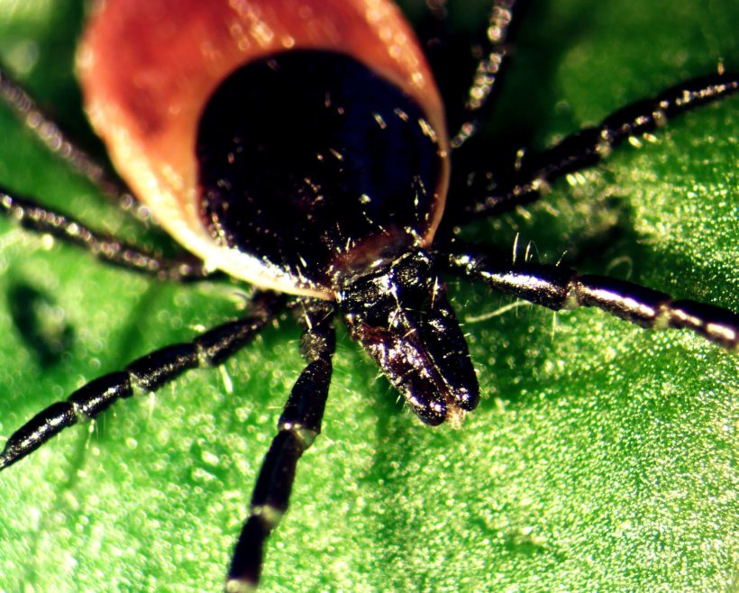 Closeup photo of a sheep tick (Ixodes ricinus) on a green leaf