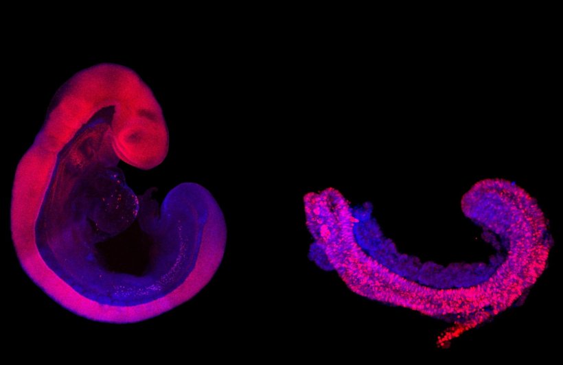 Ein Embryo und ein Embryomodell in Rot- und Lilatönen vor einen schwarzen...