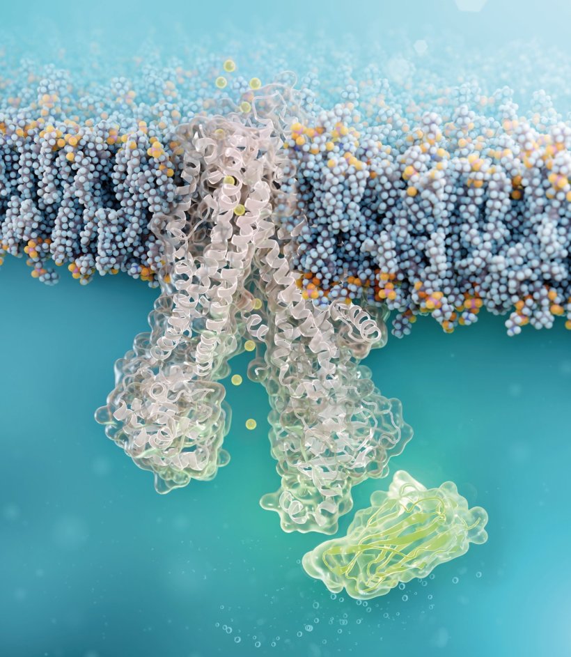 Zellgängiger Nanobody (grün) bindet an defekten CFTR-Chloridkanal...
