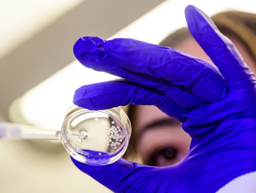 Implanted cell capsules are designed to release IL-2 over approximately one...