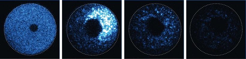 Trim-Away zerstört ein fluoreszierendes Protein in einer Eizelle direkt und...