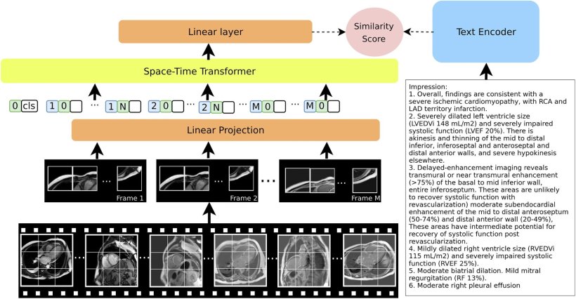 Model architecture: The visual encoder processes sequences of CMR images and...