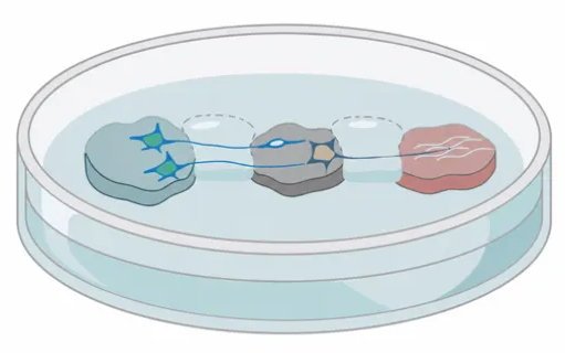 Illustration of a petri dish, with three patches in it, connected by thin blue...