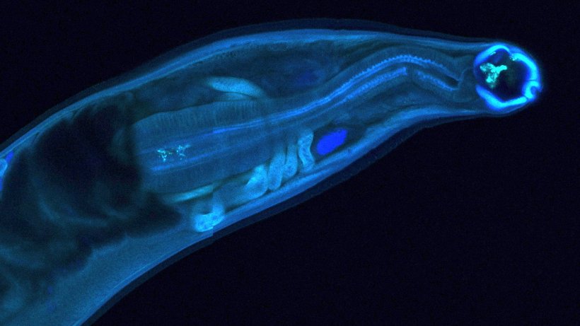 A hookworm in blue luminescent light against a black background