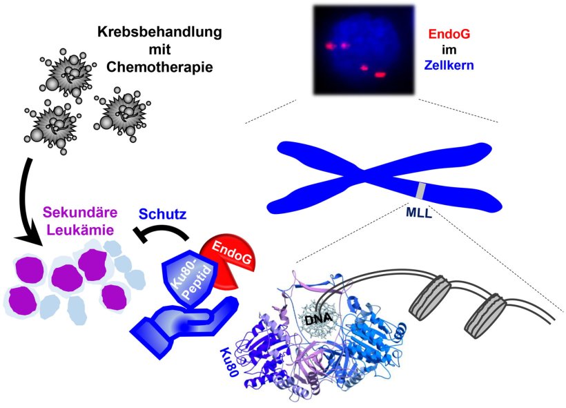 Das Schaubild (graphical abstract) skizziert das zentrale Thema der Studie: Es...